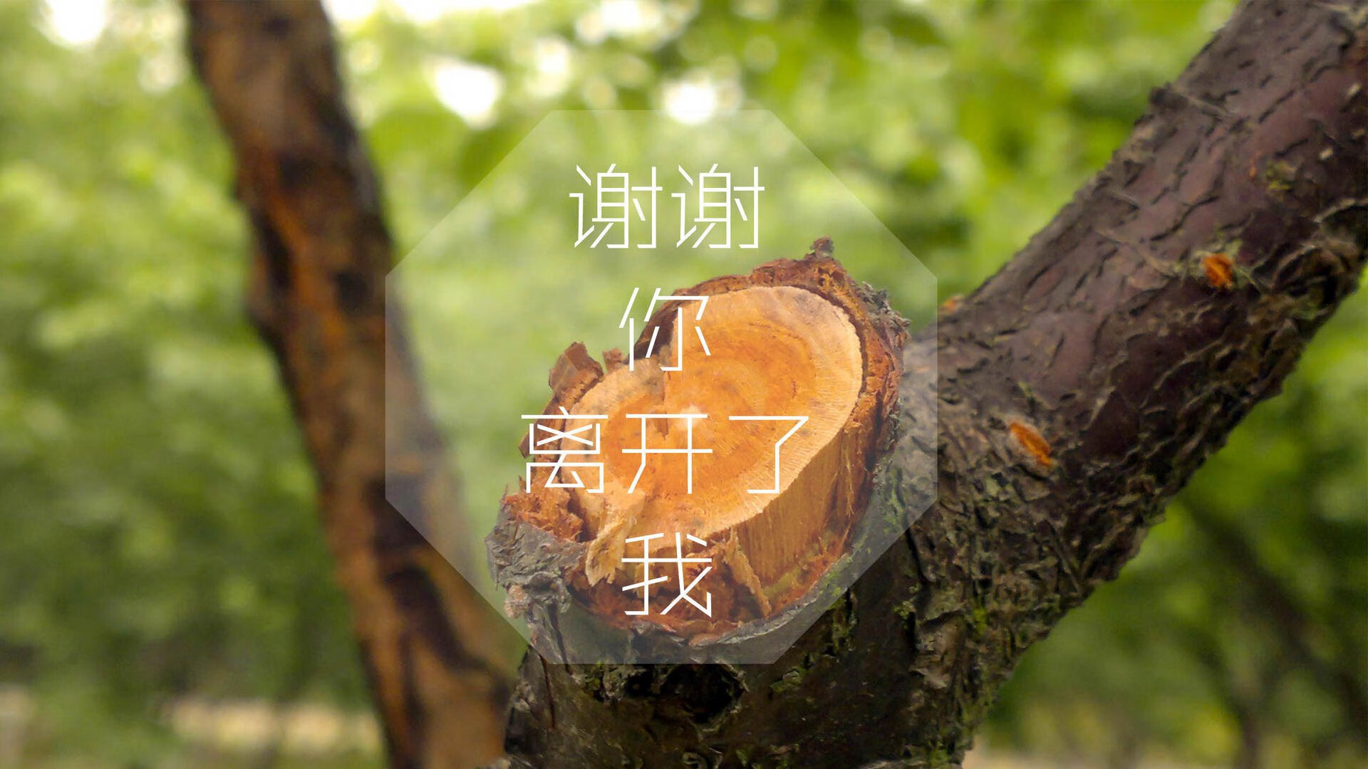 比利时队在大赛中连胜保持领先地位，夺冠在望，比利时队的比赛