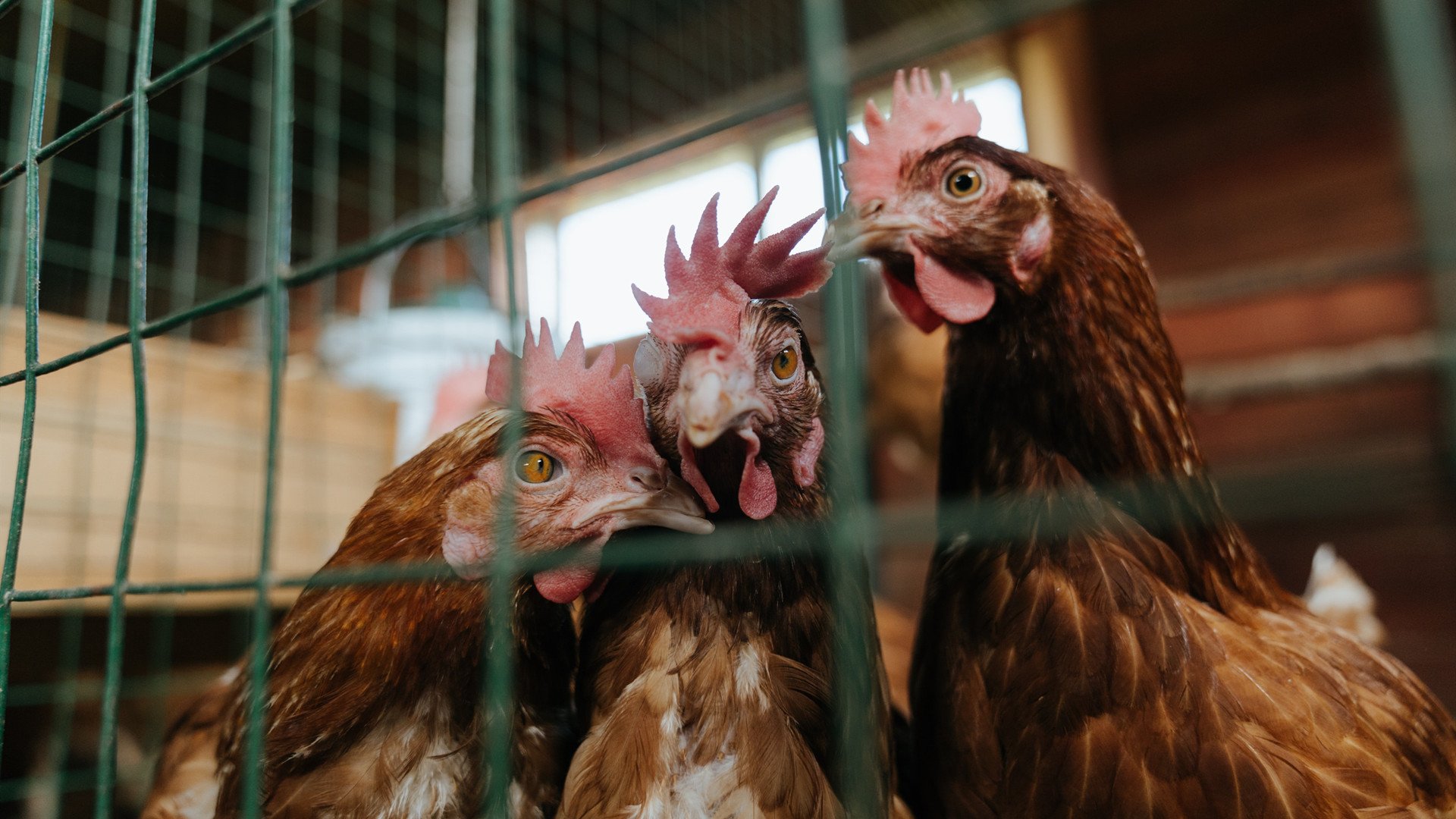 美洲队主帅谈球员转会策略,目标明确,美洲队球衣