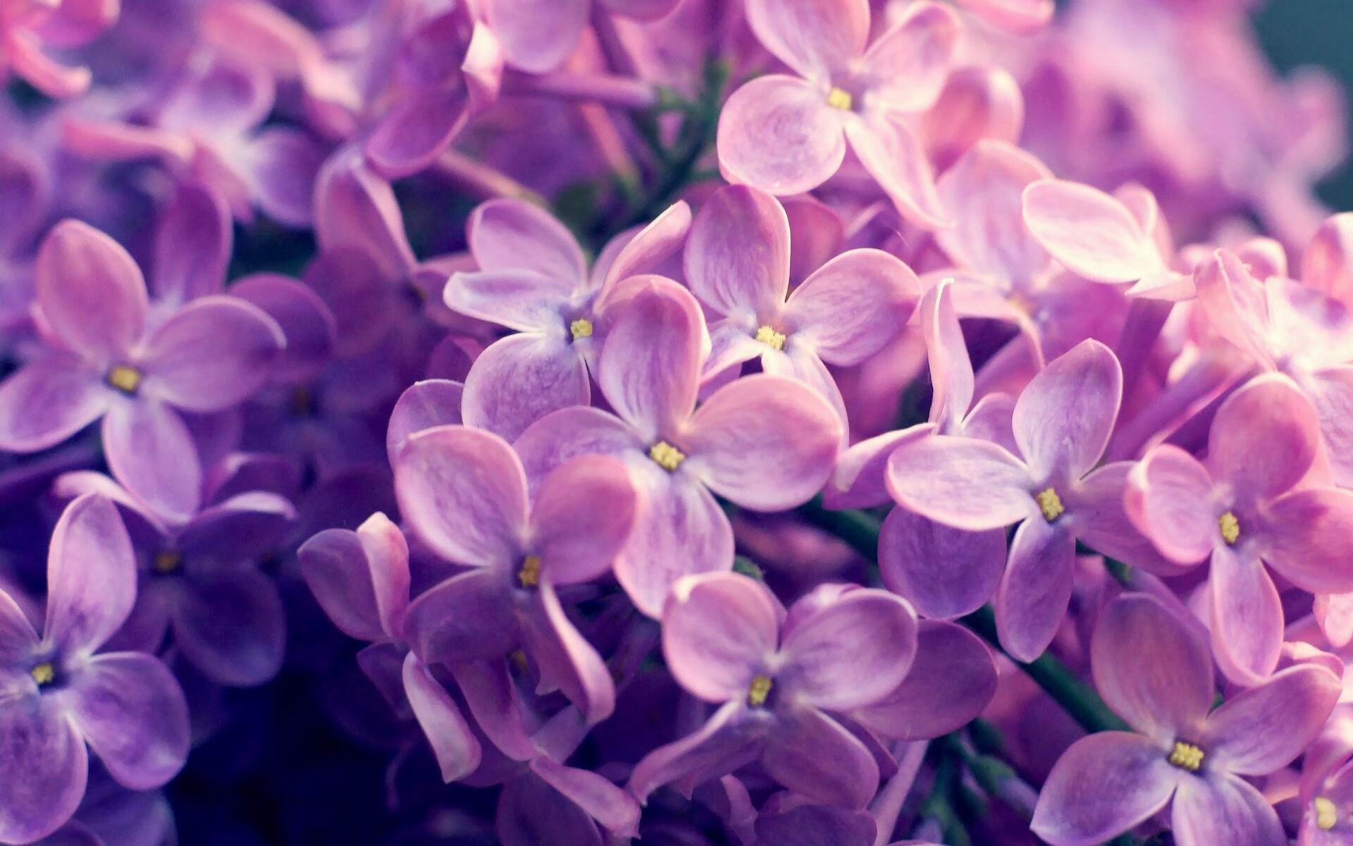 布克突破能力大幅提升制造多次罚球机会，布克效力过哪些球队