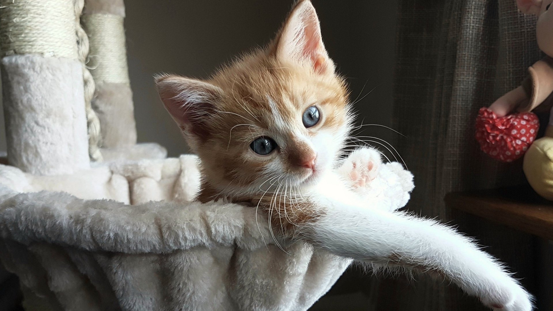 爱游戏官方-李娜表示未来可能执教青少年队伍，李娜老师资料