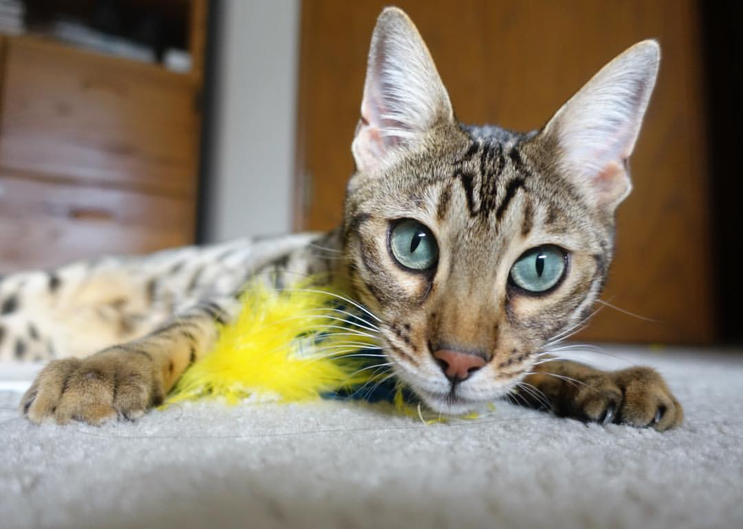 AYX GAMING-欧洲杯决战现场：战术布局中的巧妙突破，欧洲杯最精彩的决赛