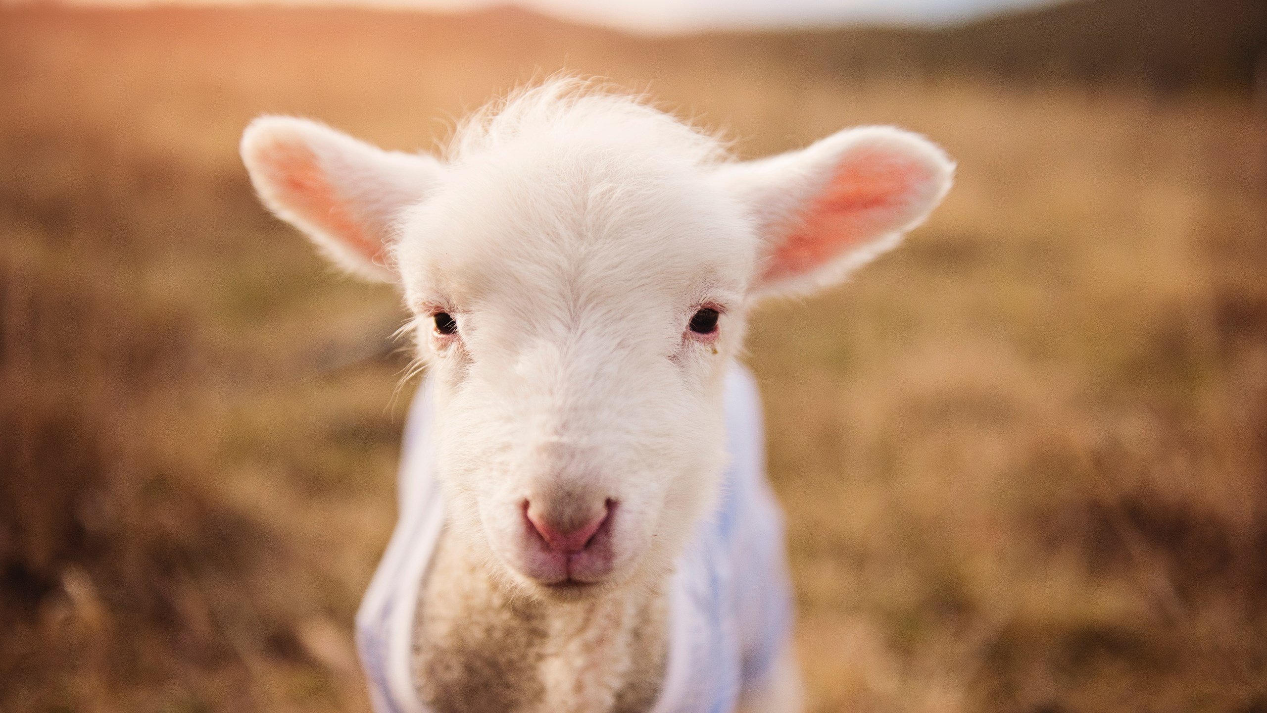 瑞·弗兰:他用稳定的防守和快速的进攻帮助全黑队取得领先,瑞弗兰效果怎么样